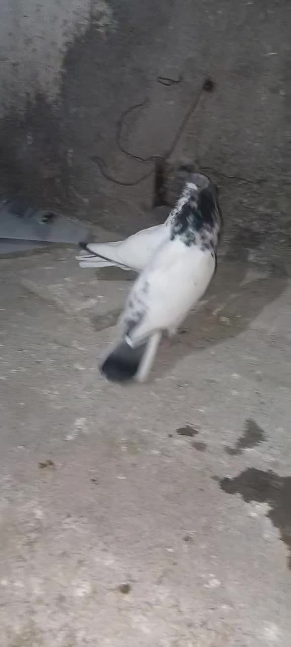 2 جفت کبوتر فروشی|پرنده|گرگان, |دیوار