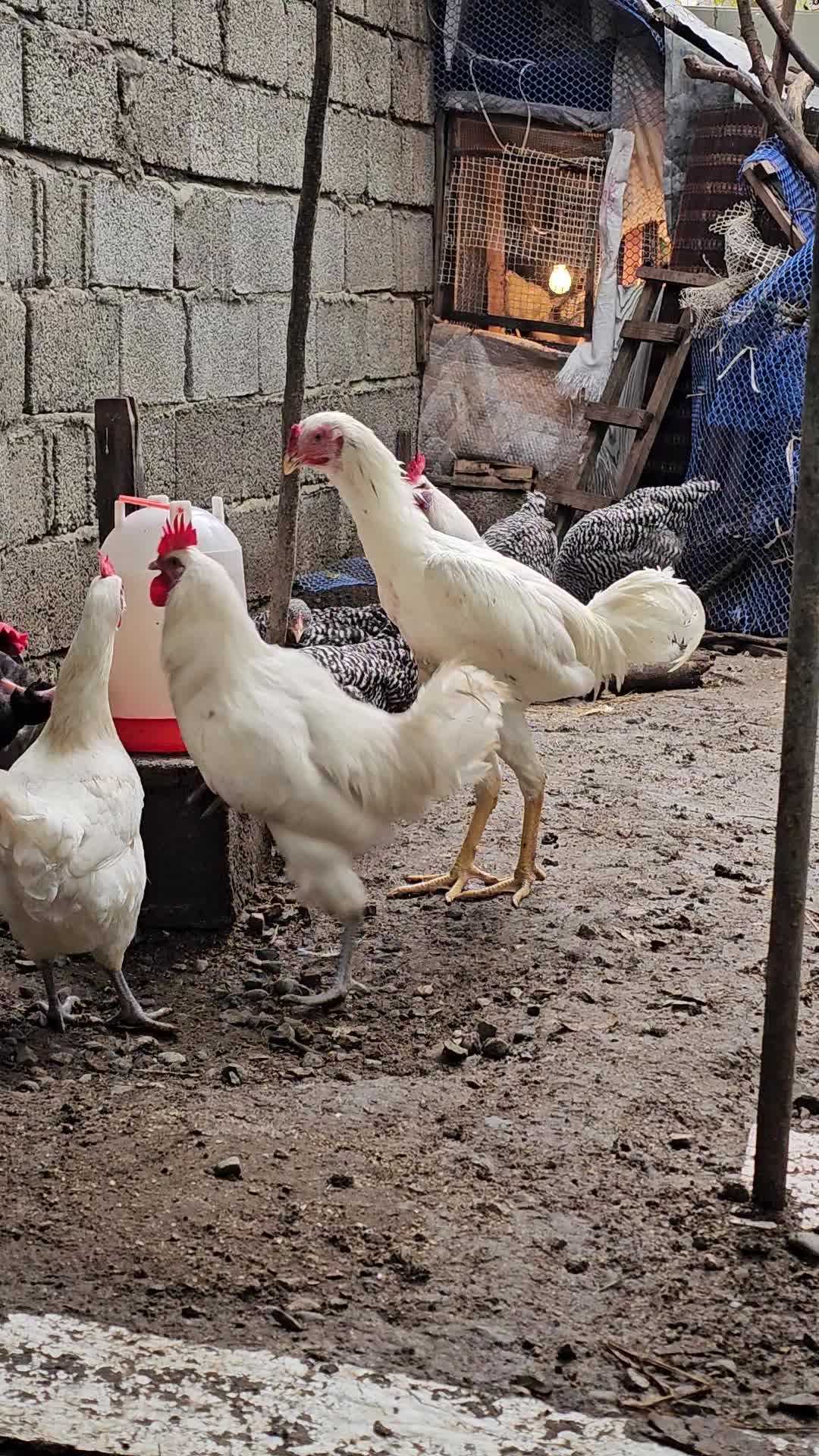 فروش دو عدد جوجه خروس لاری و دورگ لاری گردن لخت|حیوانات مزرعه|رامسر, |دیوار