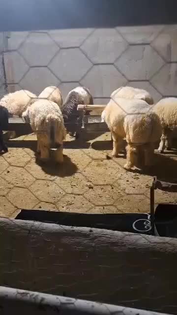 فروش بره پلواری|حیوانات مزرعه|لیکک, |دیوار