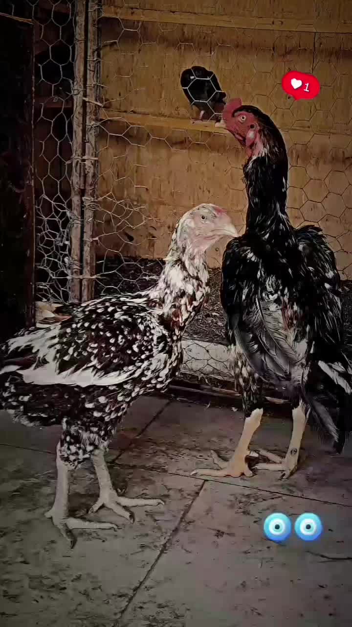 خروس لاری|حیوانات مزرعه|قصابه, |دیوار