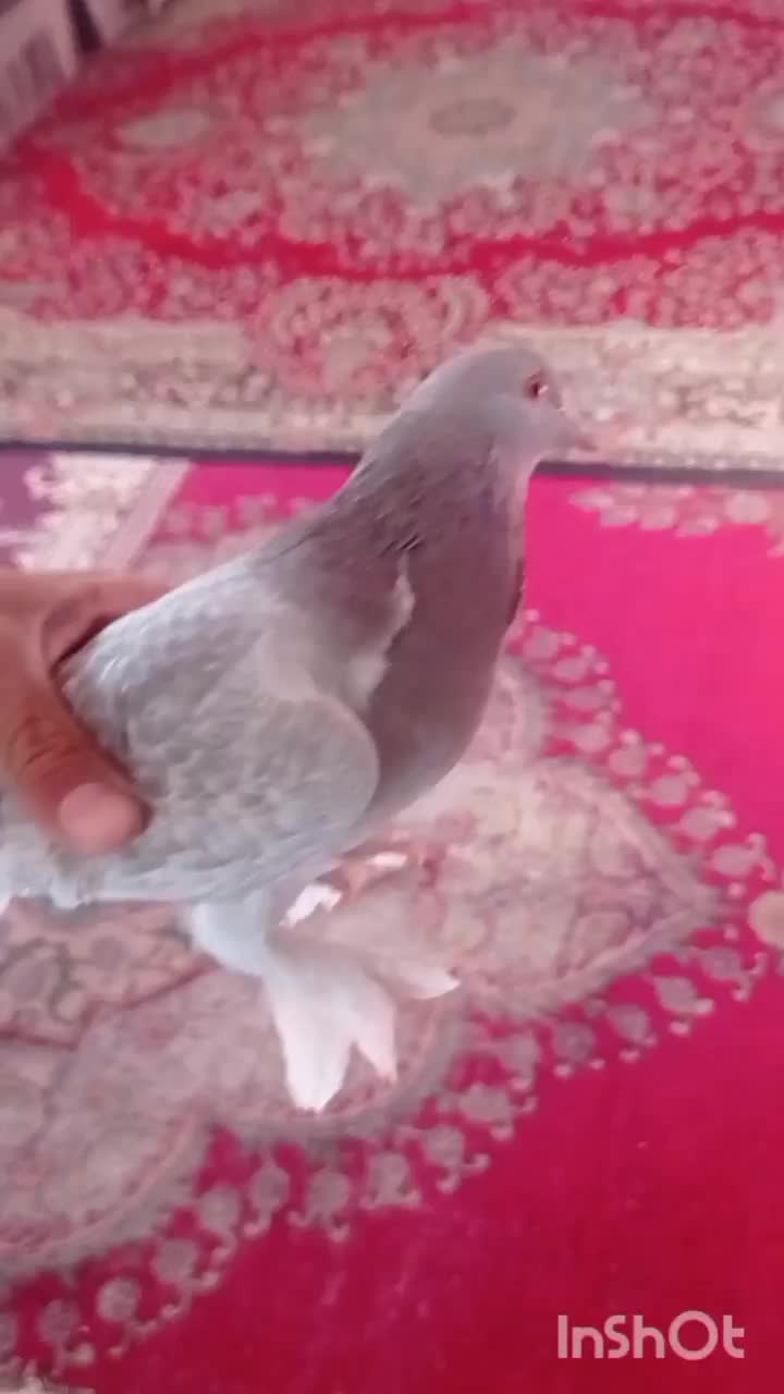 کبوتر ترکیه|پرنده|تبریز, |دیوار