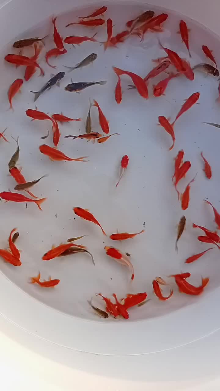 ماهی قرمز عیدعمده وگلدفیش کالیکو (ماهی شکار ندارم)|ماهی|رشت, یخسازی|دیوار