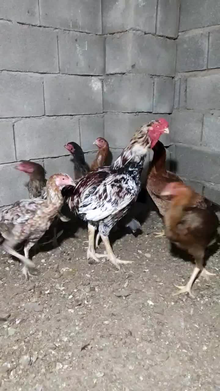 تخم مرغ از این نژاد به تعداد بالا موجوده|حیوانات مزرعه|تخت, |دیوار