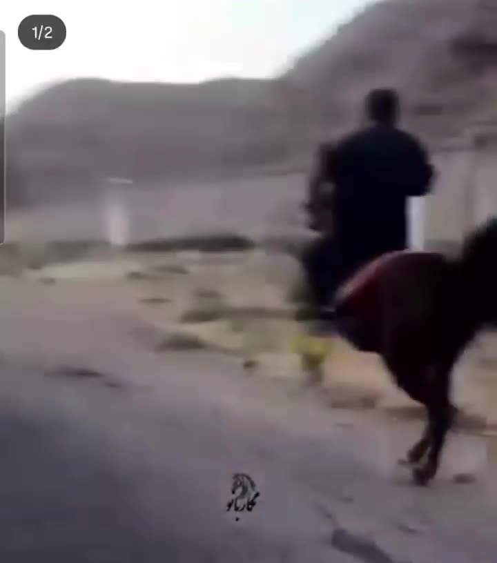 اسب کرد|اسب و تجهیزات اسب‌سواری|تبریز, |دیوار