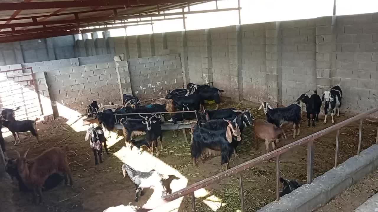 بز.|حیوانات مزرعه|کازرون, |دیوار