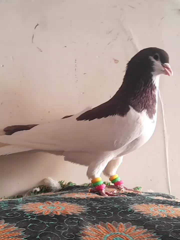 فروشی کله ای وچپی رامشیر|پرنده|بندر ماهشهر, |دیوار