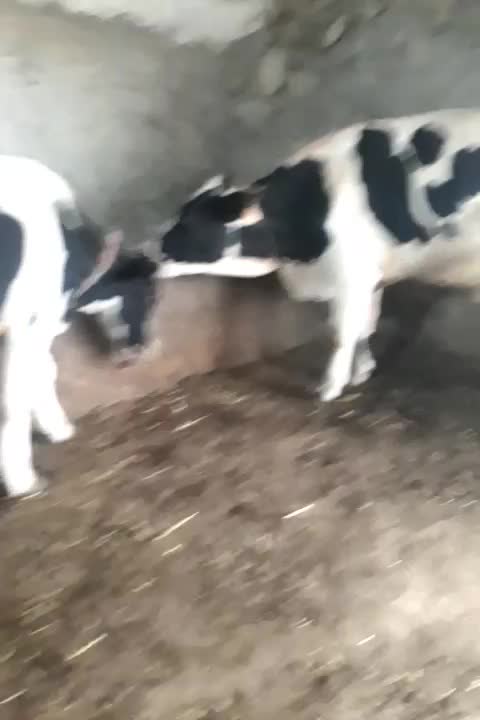 گاو|حیوانات مزرعه|انگوت, |دیوار