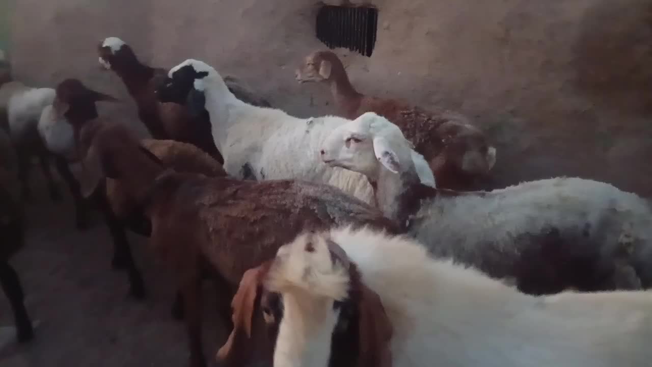 بره نر|حیوانات مزرعه|صالح آباد (خراسان), |دیوار