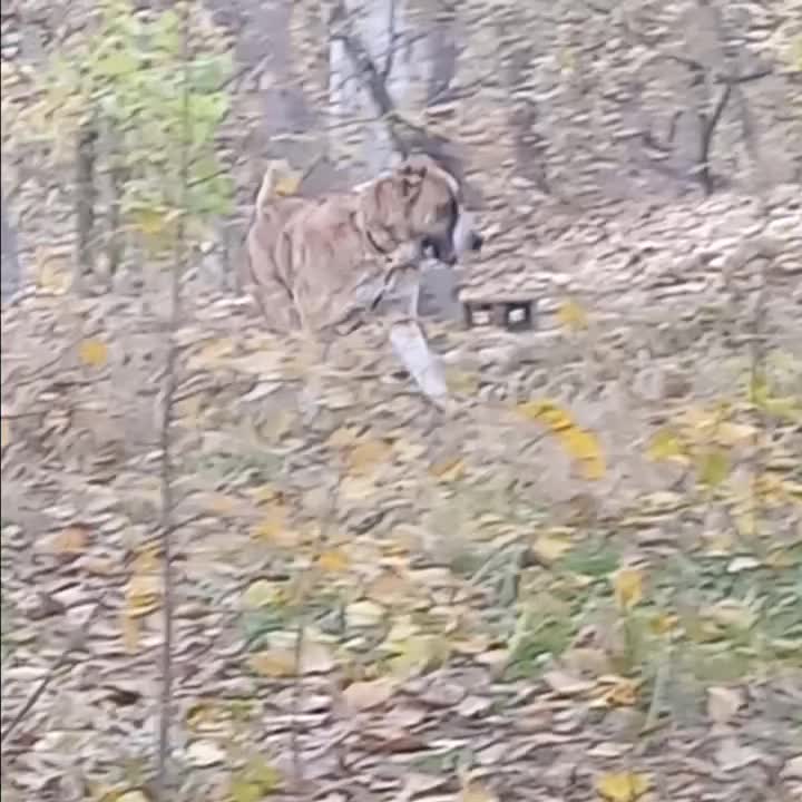 واگذاری ماده خراسانی|سگ|کوهسار (البرز), |دیوار