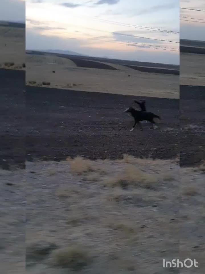 اسب|اسب و تجهیزات اسب‌سواری|سجاس رود, |دیوار