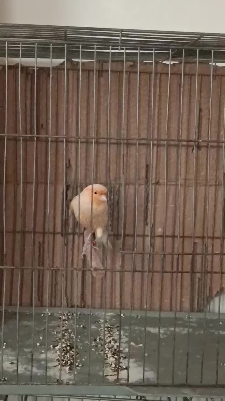 قناری نر پرتغالی|پرنده|اصفهان, قائمیه|دیوار