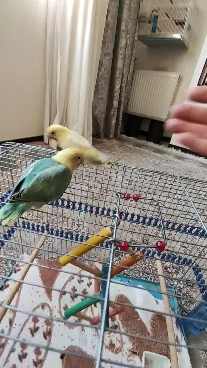 جوجه نرمه خور طوطی کوتوله برزیلی پاربلو|پرنده|صدرا-فارس, فاز ۱|دیوار