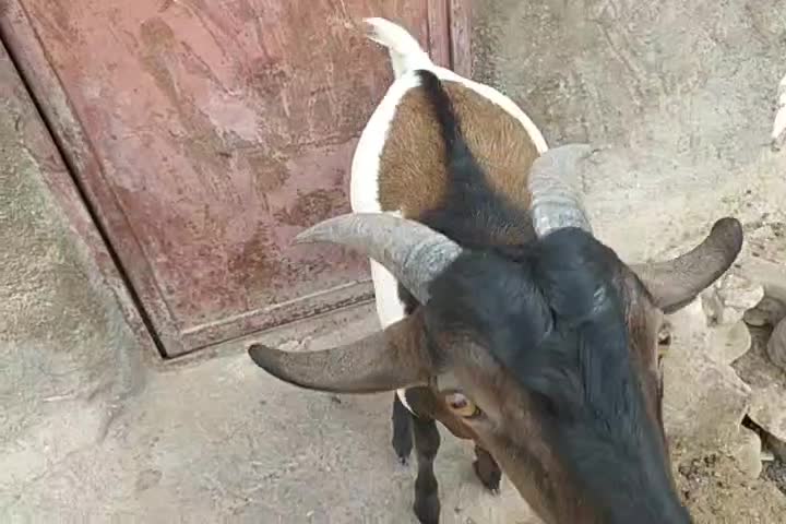 کهر نر خوب هم برای گوشت هم|حیوانات مزرعه|خمیر, |دیوار