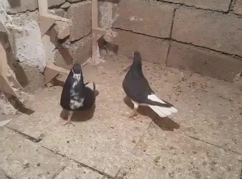 نرماده خشرنگسیاه چپ سبز بدرنگ سبز|پرنده|شیراز, فرودگاه شهید دستغیب شیراز|دیوار