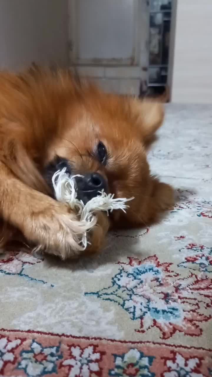 پامرانین روباهی|سگ|تهران, والفجر (افسریه)|دیوار