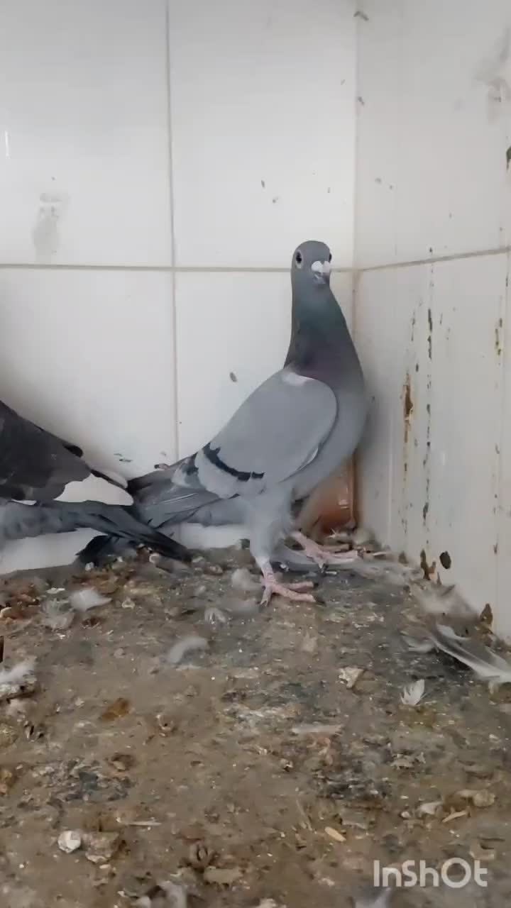 کفتر . پلاکی . مسافتی|پرنده|بهرمان, |دیوار