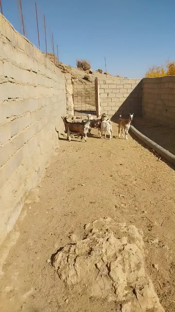 ۰۰۰|حیوانات مزرعه|کوهبنان, |دیوار