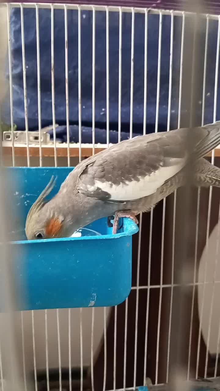 عروس هلندی سینامون|پرنده|تهران, فردوس|دیوار