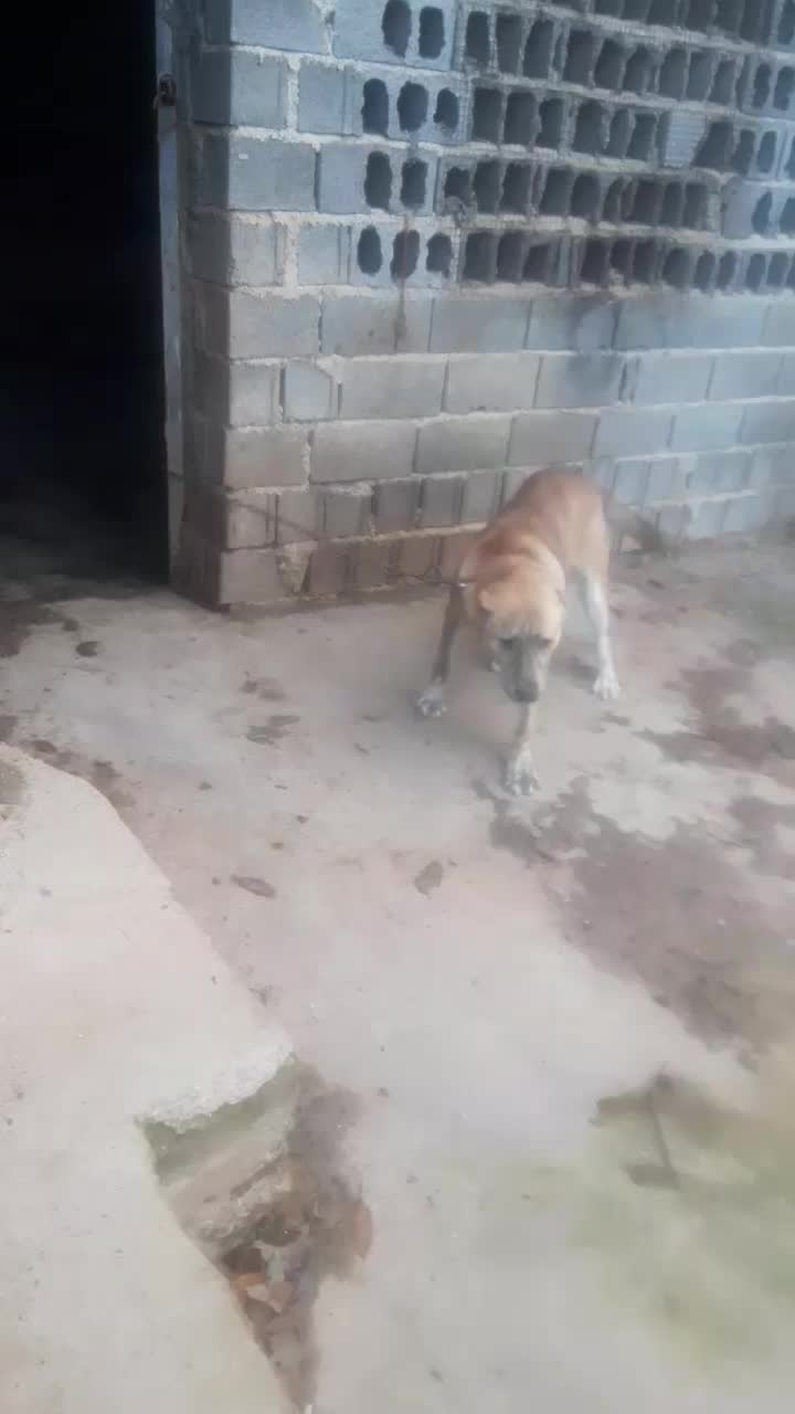 سگ ماده افغان پیام جوابگو نیستم لطفا تماس بگیرید|سگ|ساری, |دیوار