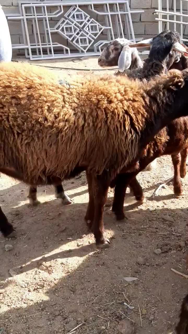 گوسفند بره طخلی ماده افشار و قره قزل اصل.|حیوانات مزرعه|فردیس, دهکده|دیوار