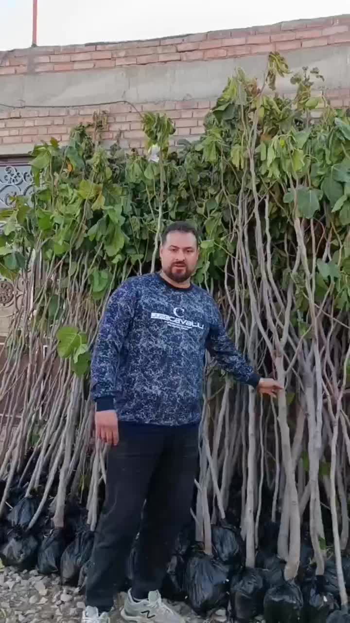 نهال های انجیر سه فصل زرد سیاه گلدانی چهار ساله|خدمات باغبانی و درختکاری|قم, گلزار|دیوار