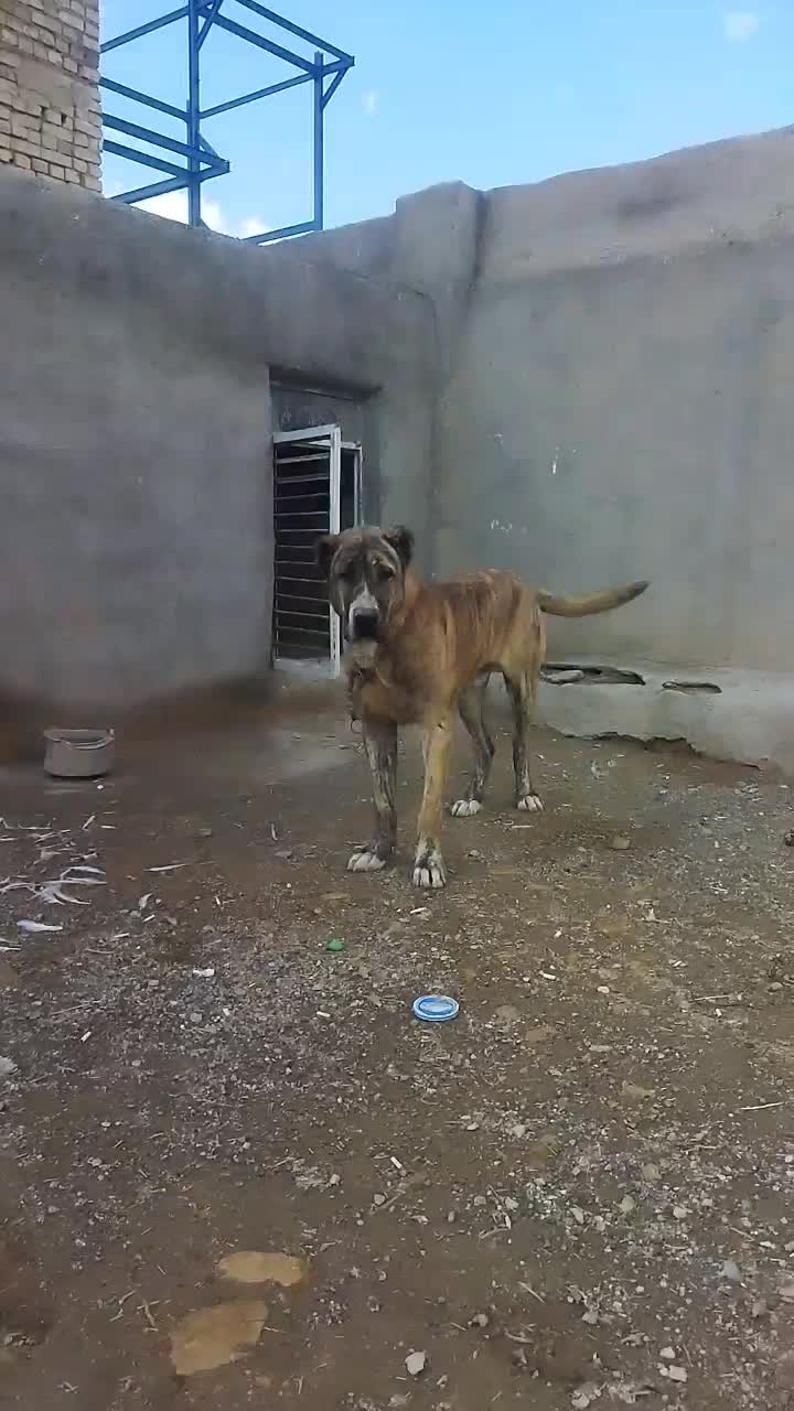 سگ د|سگ|کبودرآهنگ, |دیوار