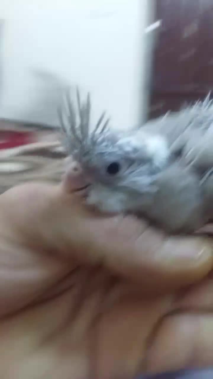 عروس هلندی سرلاکی|پرنده|اهواز, شهرک نفت|دیوار