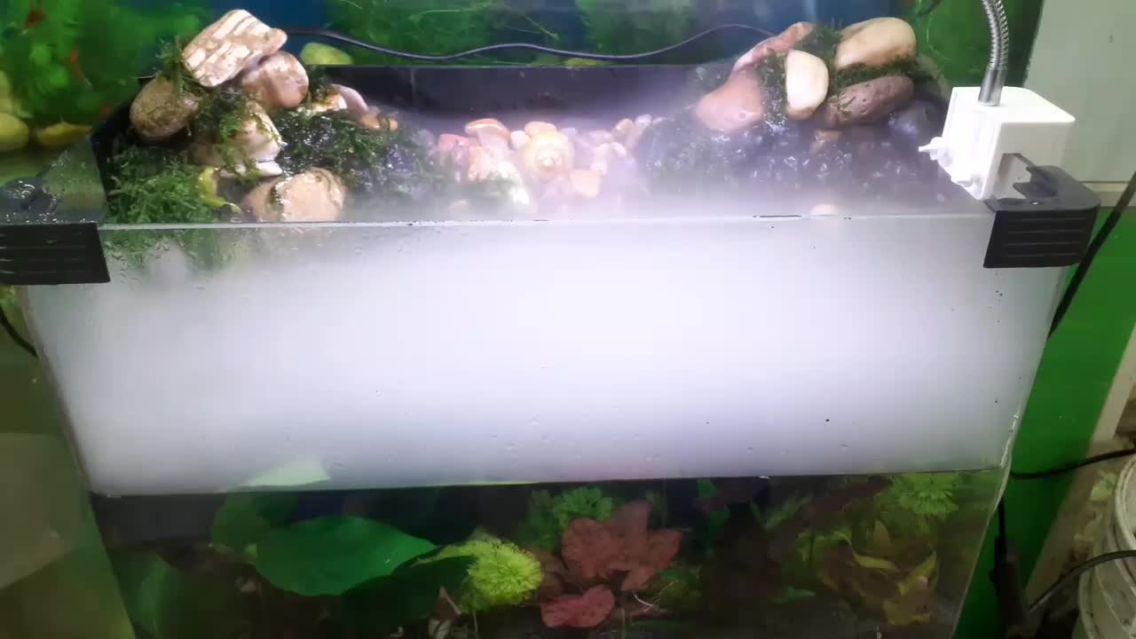 گیاه طبیعی،آکواریوم،تجهیزات|ماهی|تبریز, |دیوار