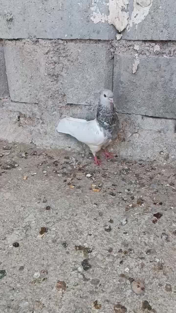 کله اهوازی الماسی گرفتنی|پرنده|اهواز, گلدشت|دیوار