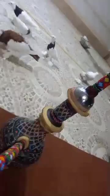 کبوتر بادکنکی طوقی سوالا خال دم  تزیینی|پرنده|سراوان, |دیوار