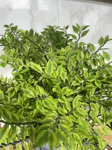 گل برق قاشقی|گل و گیاه طبیعی|خشکبیجار, |دیوار