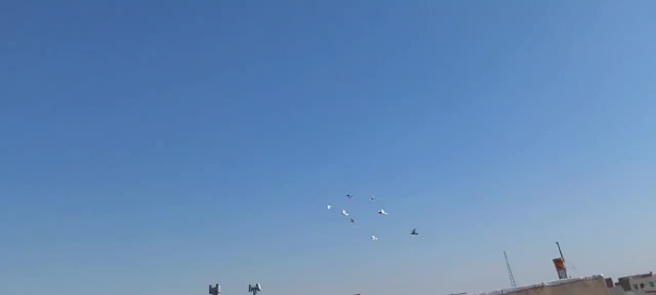 ده عدد کبوتر پرشی ساز|پرنده|اقبالیه, |دیوار