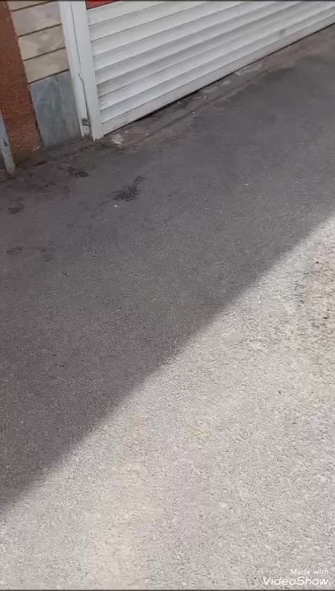 ساموئد ۷ماهه باشرایط خاص رایگان واگذارمیشود|سگ|تبریز, |دیوار