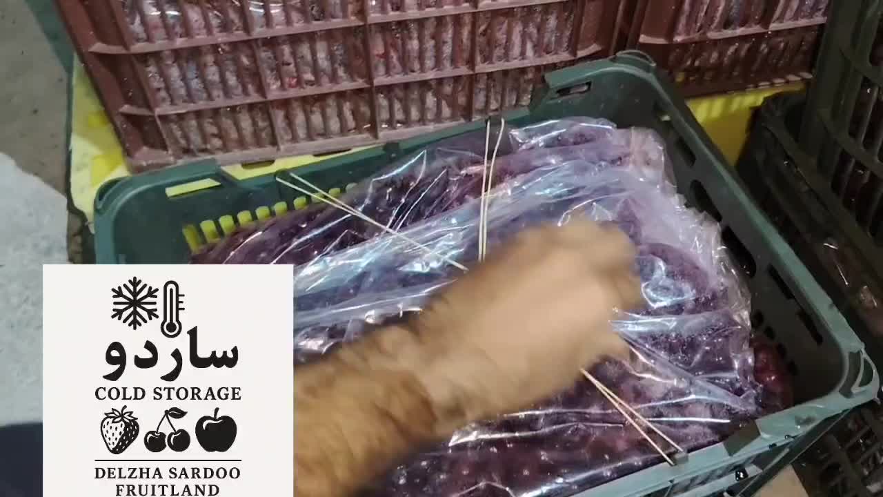 فروش آلبالو توت فرنگی و...|عمدهفروشی|تهران, ترمینال غرب|دیوار