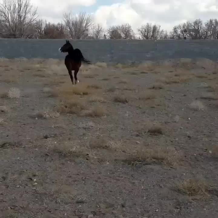 اسب مادیان|اسب و تجهیزات اسب‌سواری|رفسنجان, |دیوار