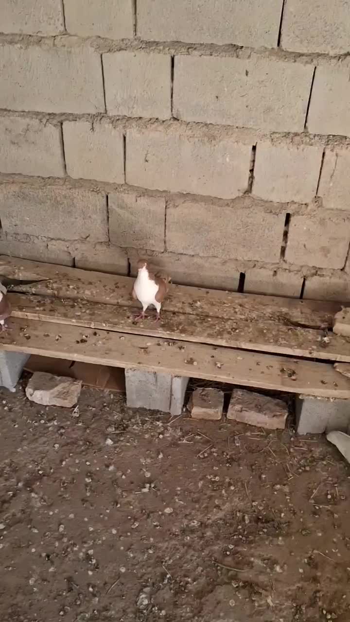 کفتر چادری|پرنده|اردبیل, |دیوار