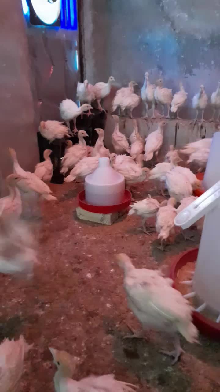 بوقلمون بیوتی ۶|حیوانات مزرعه|قم, قم نو|دیوار