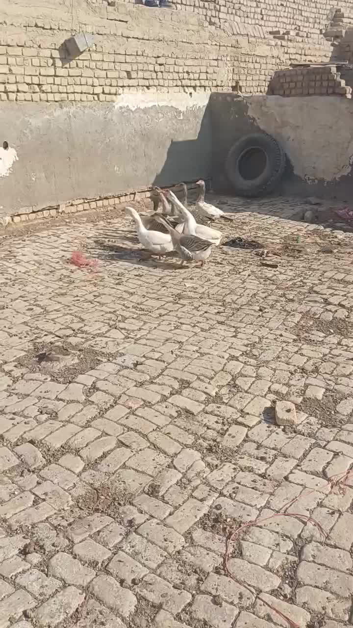 دو جفت قو غاز|پرنده|قم, قلعه صدری|دیوار