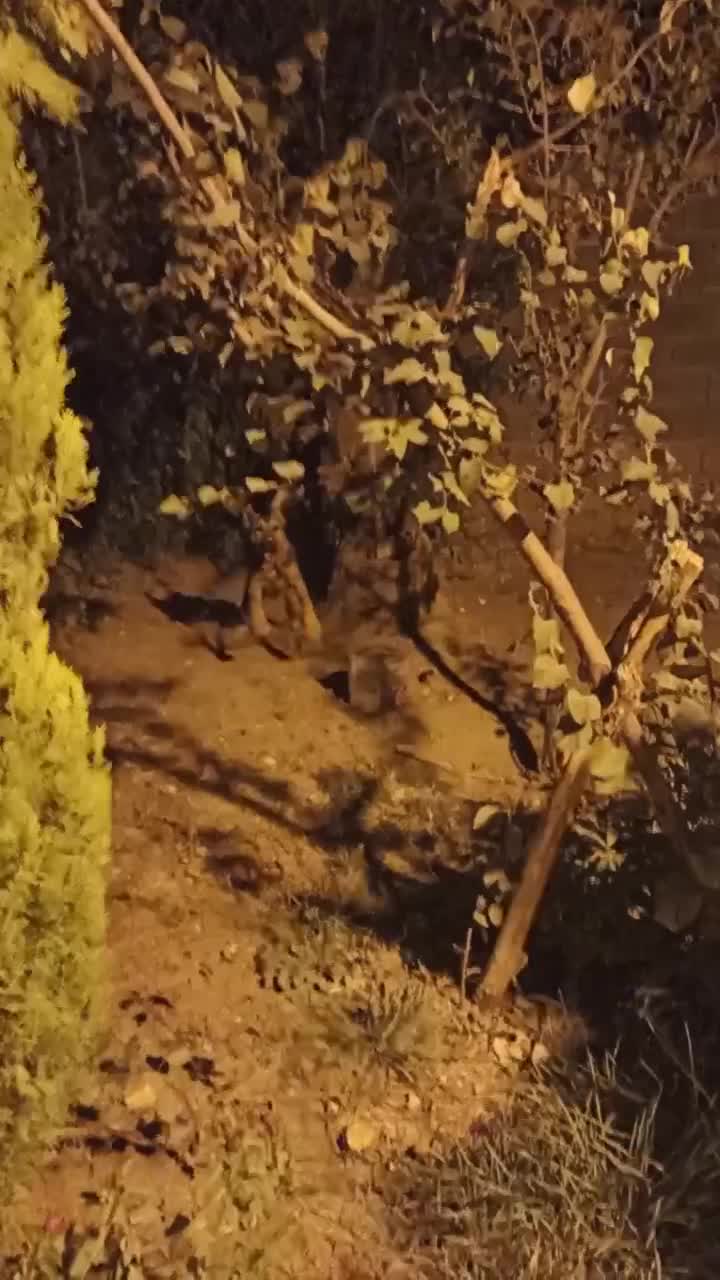 واگذاری به عدد سگ|سگ|گلپایگان, |دیوار