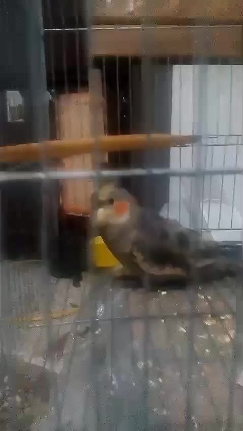 عروس لوتینو باانرژی|پرنده|گلپایگان, |دیوار