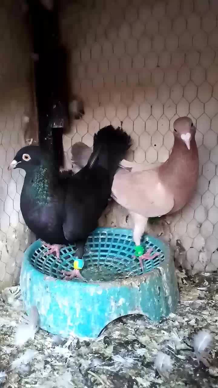 جفتگاه|پرنده|فریمان, |دیوار