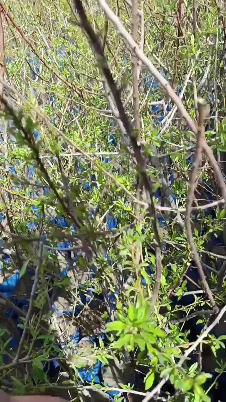 نهال های اصلاح شده دیرگل بادام پیوندی گلدانی سبز|خدمات باغبانی و درختکاری|کرج, شهرک اوج|دیوار