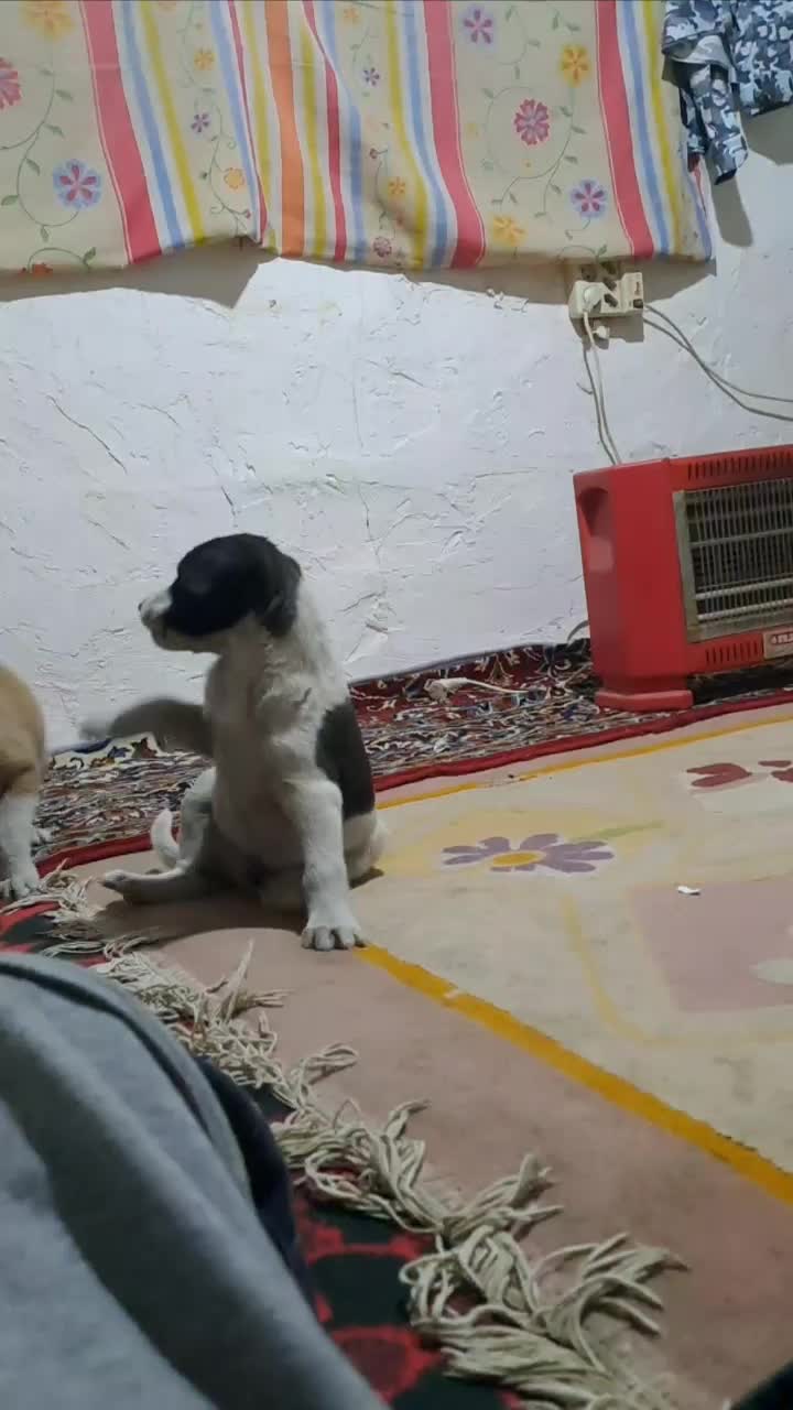 واگذاری سگ نگهبان|سگ|تهران, ارم|دیوار