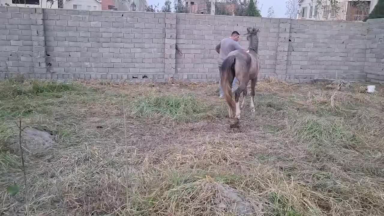 اسب|اسب و تجهیزات اسب‌سواری|بابکان, |دیوار