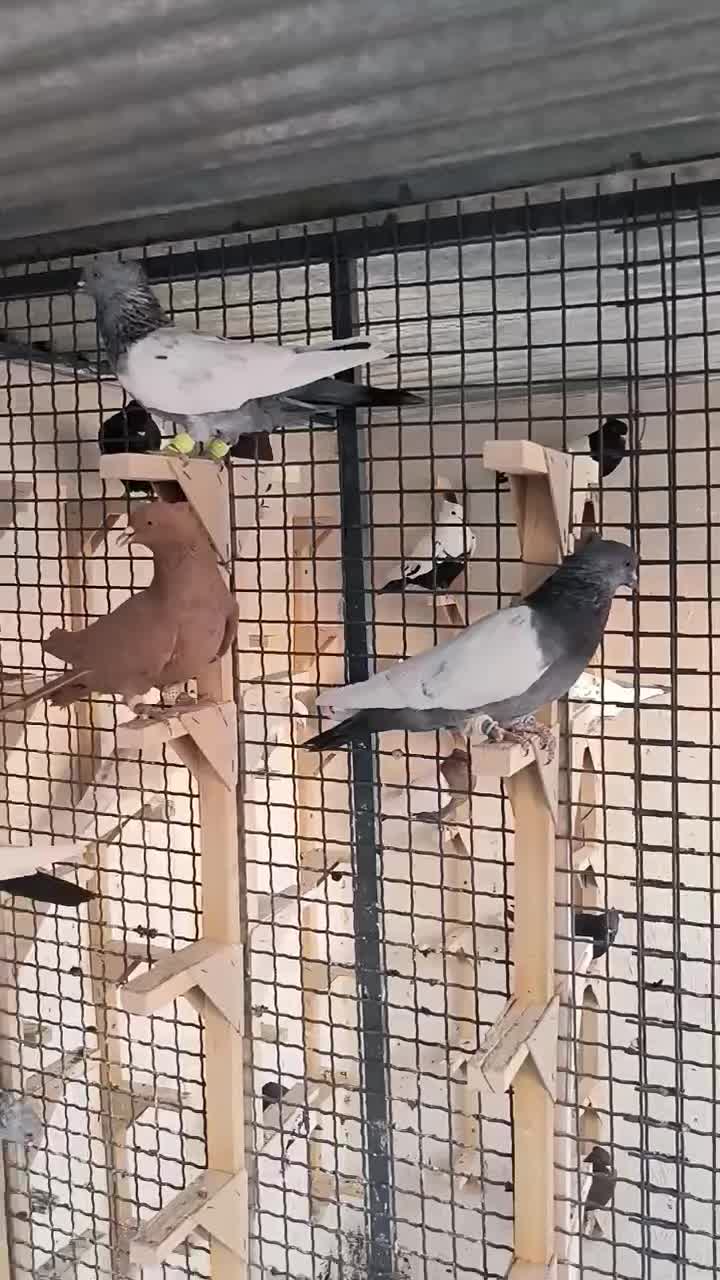 سینه و دمسفید|پرنده|مرودشت, فیروزی|دیوار