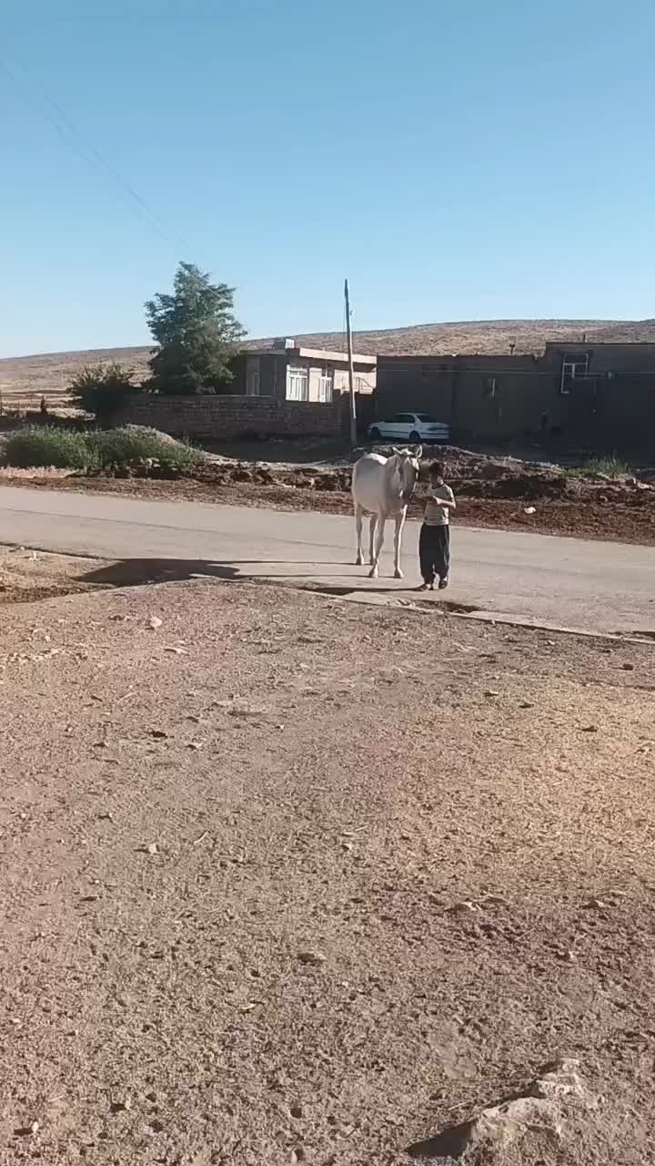 مادیان شکم طلا|اسب و تجهیزات اسبسواری|اسلامآباد غرب, |دیوار