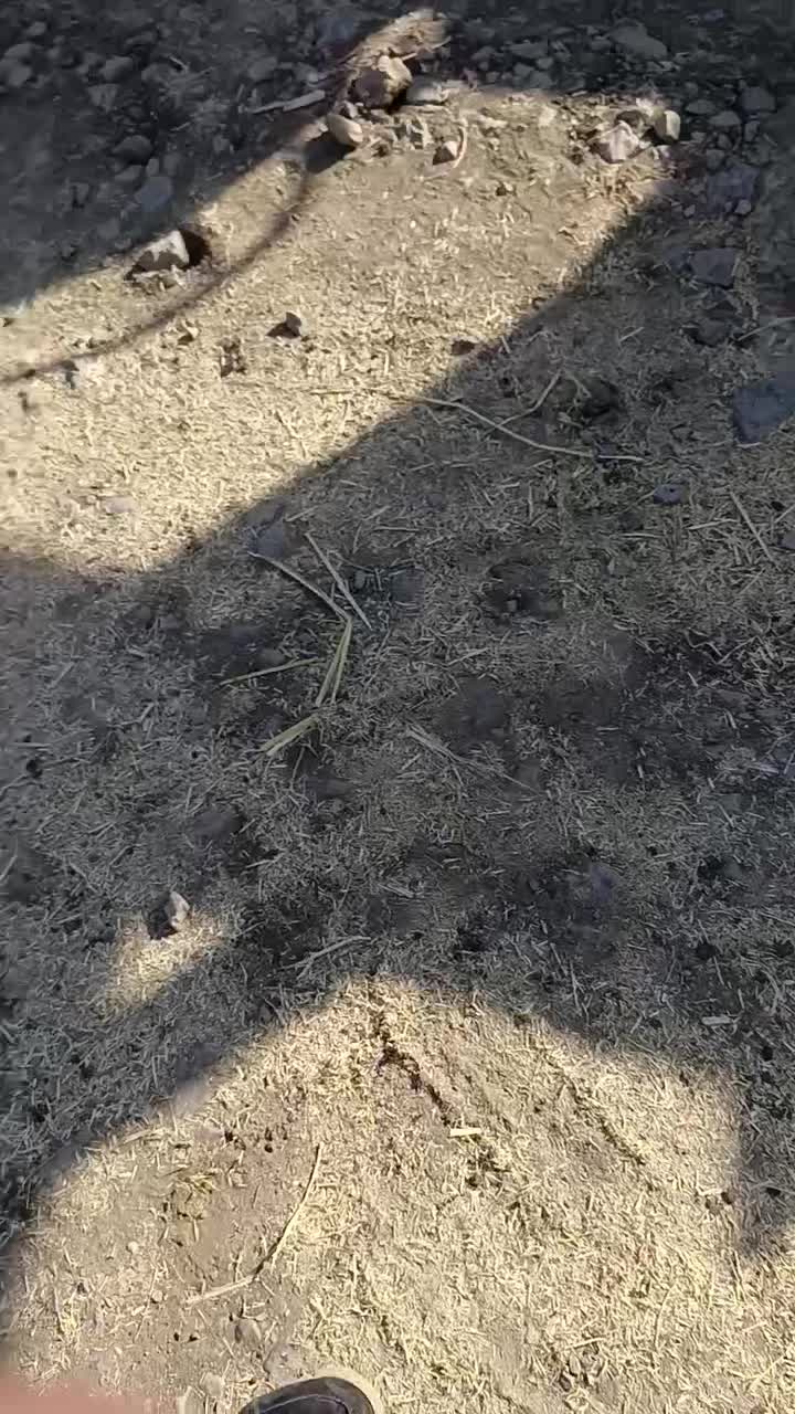 فروش تراکتور مدل 82 فنی بشرط آماده بکار و ادوات|خودرو سنگین|صحنه, |دیوار