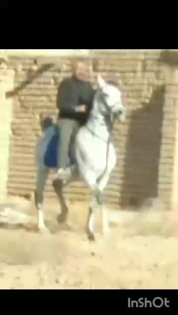 اسب کردو عرب|اسب و تجهیزات اسب‌سواری|مشگین شهر, |دیوار