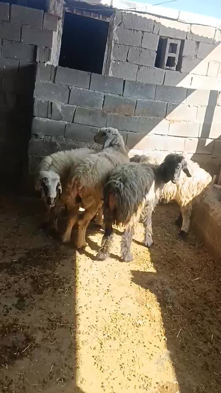 4 راس میش نژاد خوب آبستن|حیوانات مزرعه|دهدشت, |دیوار