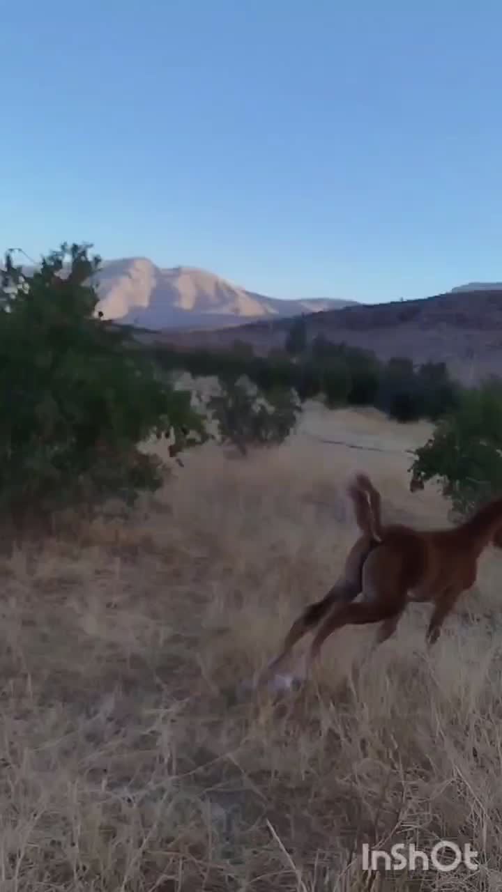 اسب همراه باکره اسب مادیان|اسب و تجهیزات اسب‌سواری|مرودشت, بیست متری بیمارستان|دیوار